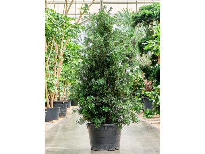 Podocarpus macrophyllus 'Maki' V225cm
