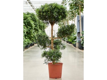 Podocarpus macrophyllus V145cm