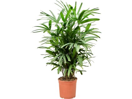 Rhapis excelsa (100-120) V110cm