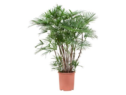 Rhapis humilis (110-120) V110cm