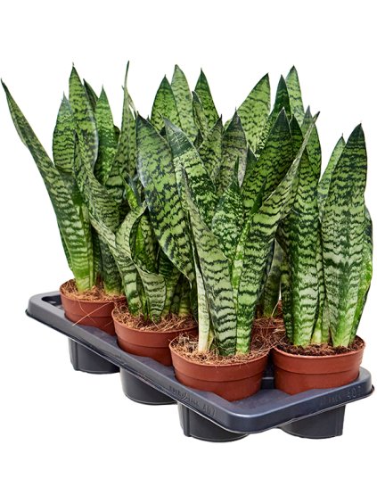 Sansevieria zeylanica 7/tray R14cm V50cm