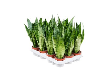 Sansevieria zeylanica 12/tray V30cm
