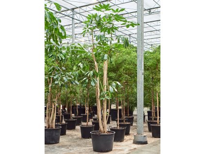 Schefflera actinophylla 'Amate' V350cm