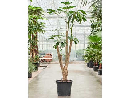 Schefflera actinophylla 'Amate' V240cm