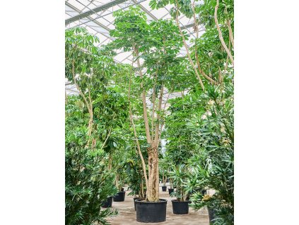 Schefflera actinophylla 'Amate' V750cm