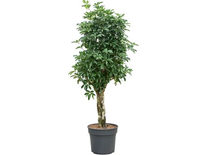Schefflera arboricola 'Compacta' V200cm