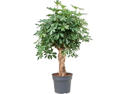 Schefflera arboricola 'Compacta' V125cm