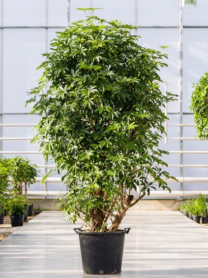Schefflera arboricola 'Compacta' R45cm V210cm