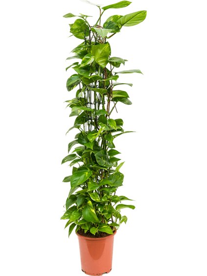 Scindapsus (Epipremnum) 'Aureum' R27cm V150cm