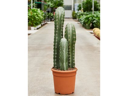 Stenocereus pruinosus V100cm