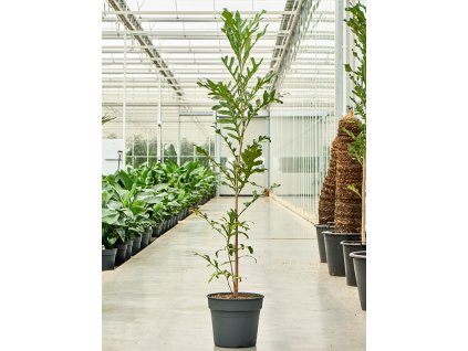 Stenocarpus sinuatus V180cm