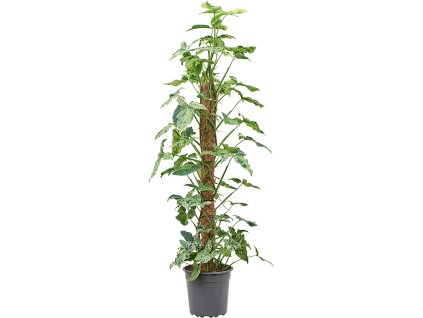 Syngonium mottled 'Mojito' V150cm