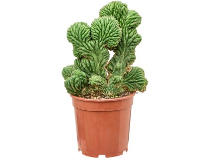 Trichocereus pachanoi 'Cristata' V50cm