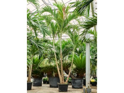 Veitchia (Adonidia) merrillii V450cm