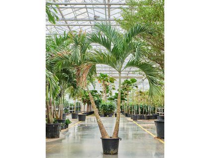 Veitchia (Adonidia) merrillii V300cm