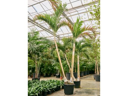Veitchia (Adonidia) merrillii V425cm