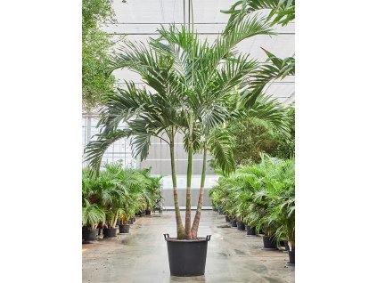 Veitchia (Adonidia) merrillii V350cm