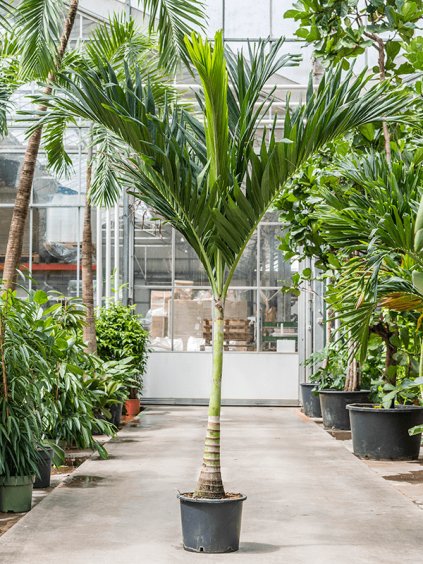 Veitchia (Adonidia) Merrillii R35cm V250cm