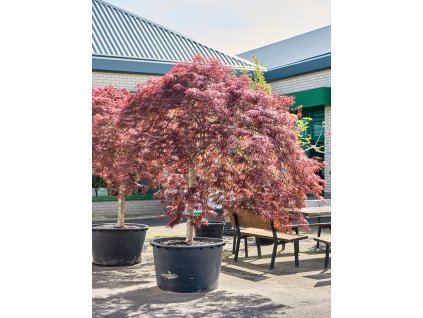 Acer pal. diss 'Crimson Queen' V250cm