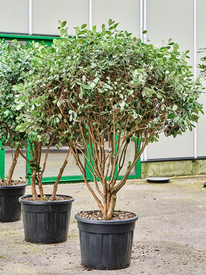 Acca sellowiana V200cm