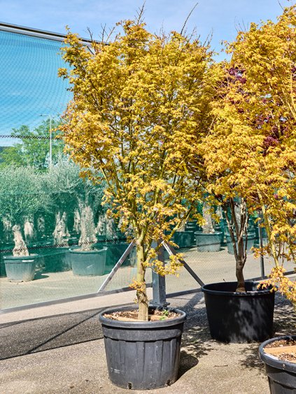 Acer pal. 'Sode Nishiki' (280-320) V300cm