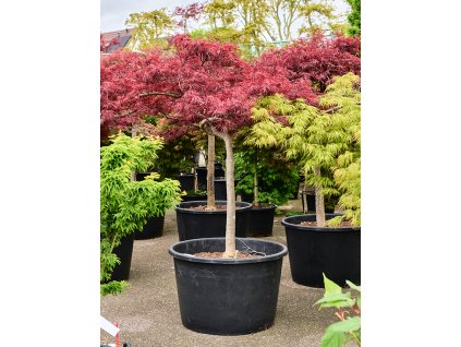 Acer pal. diss. 'Stella Rossa' V190cm