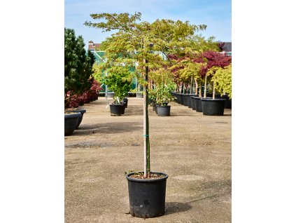 Acer pal. diss. 'Viridis' (150-170) V160cm