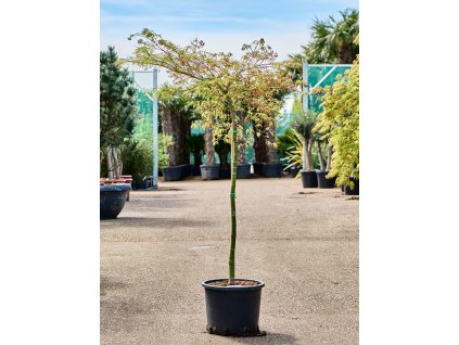 Acer pal. diss. 'Viridis' (120-150) V135cm