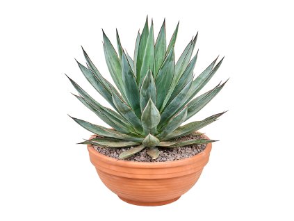 Agave 'Blue Glow' V45cm