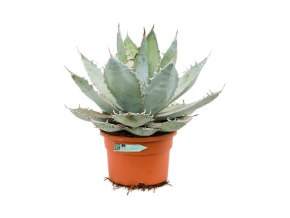 Agave titanota 'White Ice' V55cm