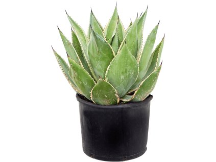 Agave cernita 'Variegata' V55cm