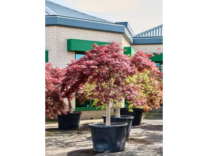 Acer pal. diss. 'Garnet' V280cm