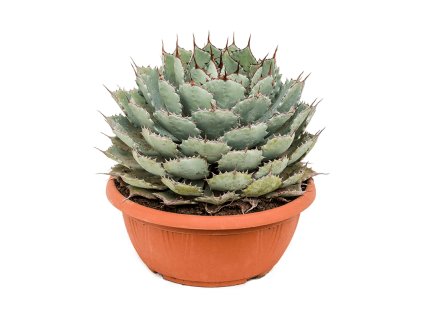 Agave potatorum 'Compacta' V40cm