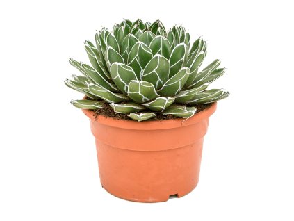 Agave victoriae-reginae V30cm