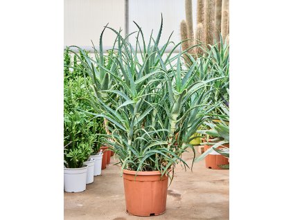 Aloe arborescens V80cm