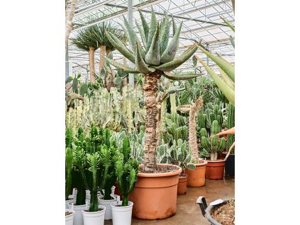 Aloe marlothii (180-200) V190cm