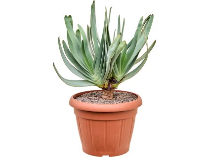 Aloe plicatilis V65cm