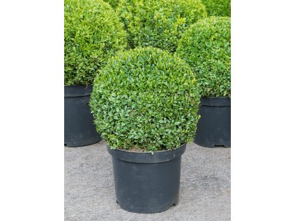 Buxus sempervirens V60cm