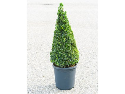 Buxus sempervirens V70cm