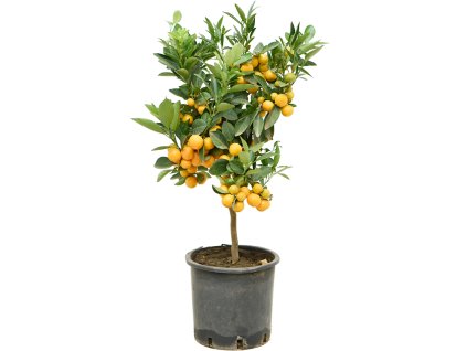 Citrus (Citrofortunella) calamondin V65cm