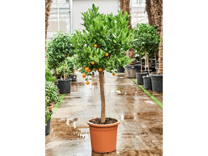 Citrus (Citrofortunella) calamondin V150cm