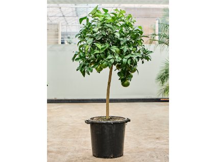 Citrus pompelmo 'Grapefruit' V190cm