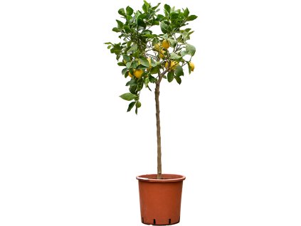 Citrus lemon V170cm