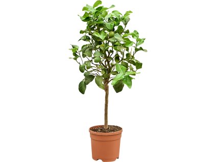 Citrus lemon V95cm