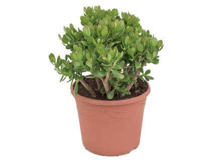 Crassula ovata V70cm