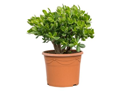 Crassula ovata V50cm