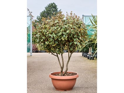 Elaeagnus ebbingei 'Viveleg' V165cm