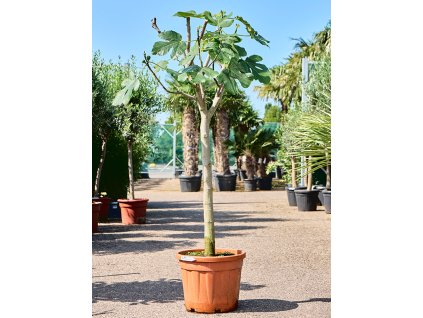 Ficus carica (180-240) V210cm