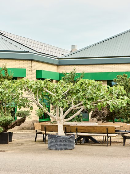 Ficus carica V275cm
