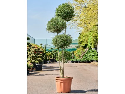 Ligustrum Jonandrum V240cm